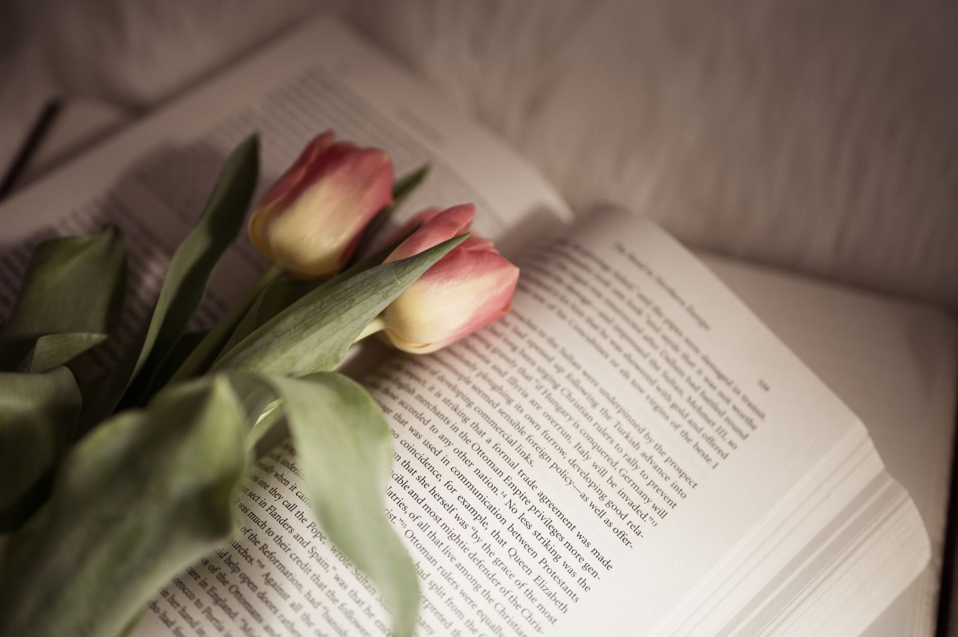 Open book with soft pink tulip flowers, warm and reflective atmosphere